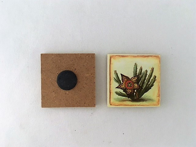 Magnet kaktus